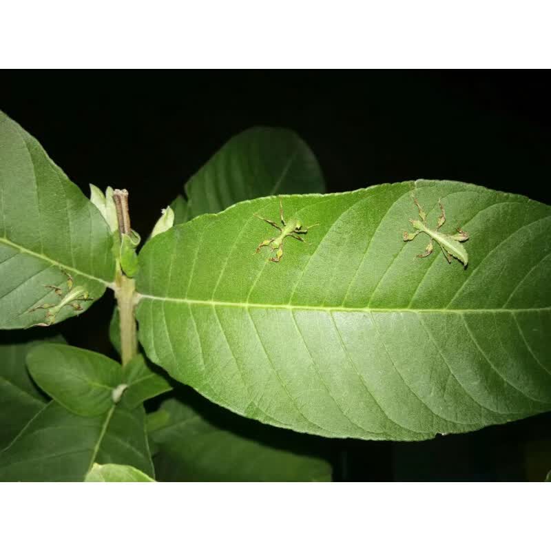 【店铺推荐】叶脩虫叶子虫开食幼虫现货吃芭乐月季芒果叶宠物竹节虫卵