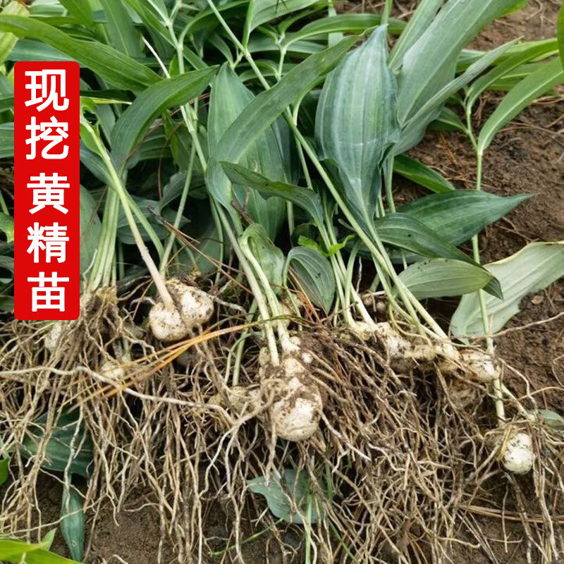 姒桀黄精苗中药材野黄精新鲜现挖现发易成活多花姜型鸡头甜黄精种植苗