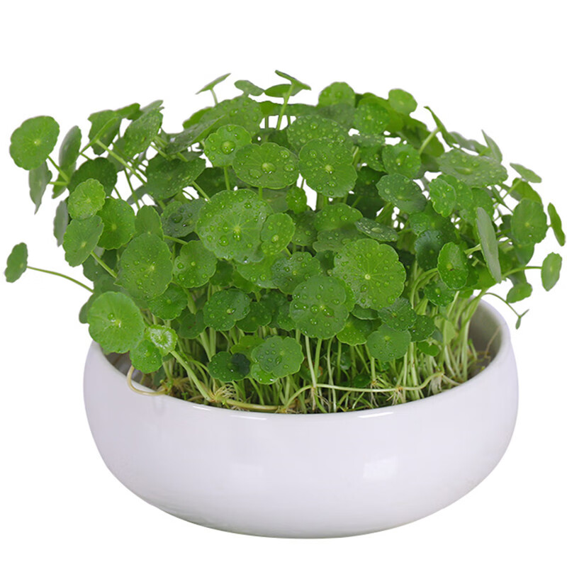 招财水培植物办公室桌面盆栽金钱草花卉室内水养绿植吸甲醛 铜钱草 不