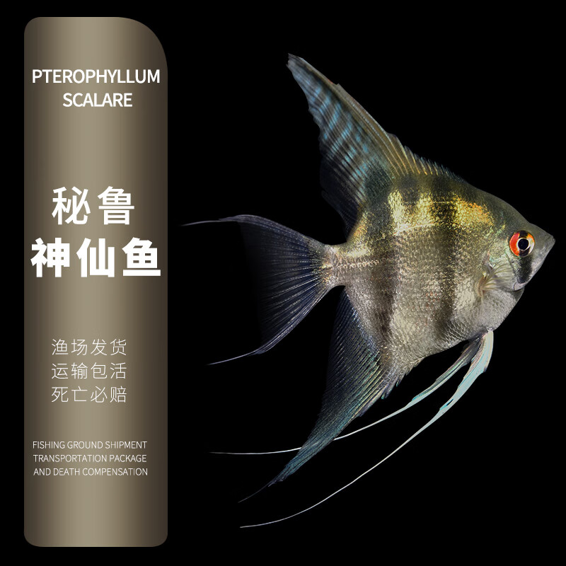 3-4cm鸳鸯神仙2条 1条防损