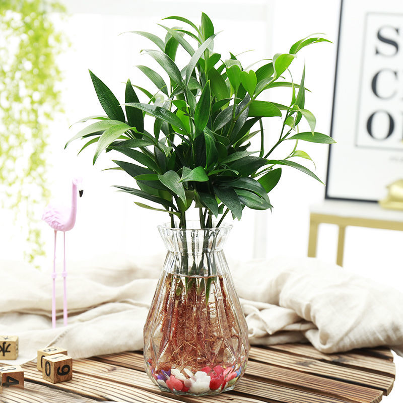 【精品绿植】水培新宠驱蚊竹富贵竹水养水培植物室内客厅绿植花卉盆栽