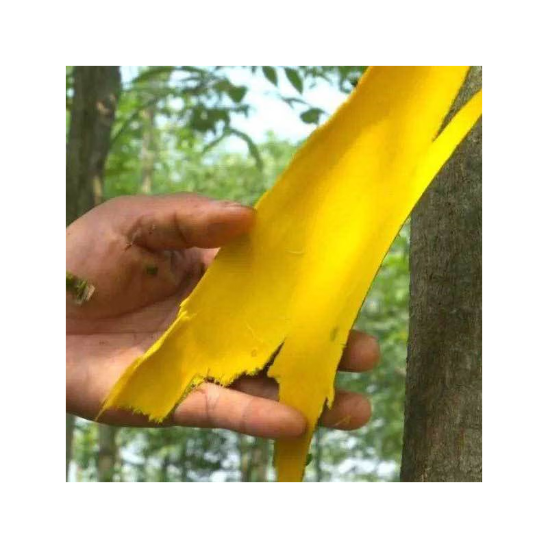 元冬药材黄柏种子黄檗元柏檗木川黄柏种子绿化林木苗木树种子黄菠萝籽