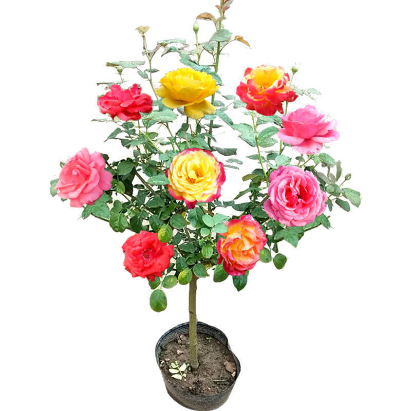 月季树桩树状月季大花月季树苗嫁接欧月大花双色阳台庭院盆栽地栽当年