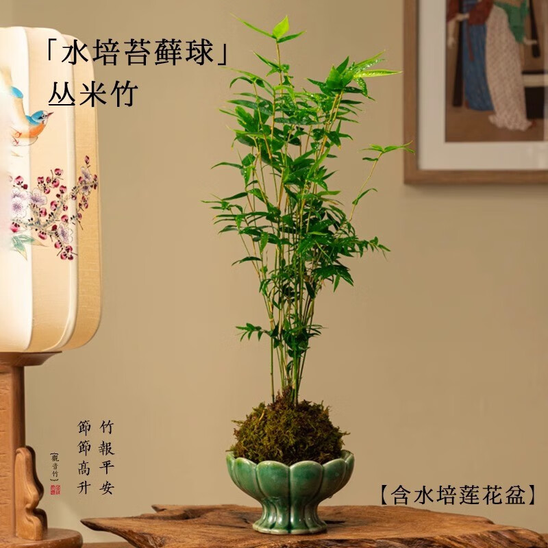 ���ڲ��������ź����������ֲ�����ھ���ˮ��������������칫�Ҳ�����ֲС�辰 ˮ��̦޺������+����ˮ����