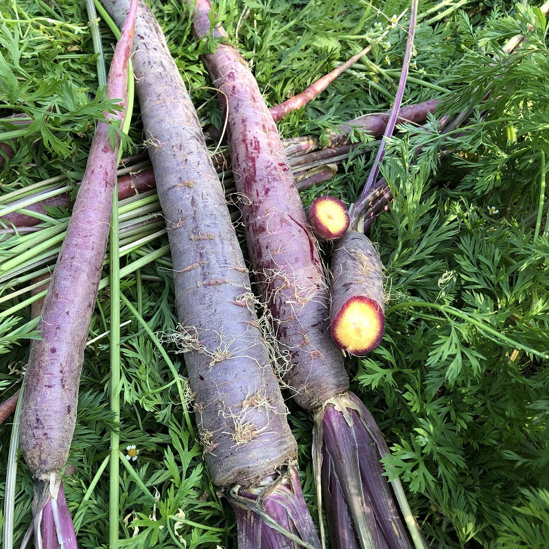 教蔬鲜生云南高原大理特产紫色黄心蔬菜水果大胡萝卜煲汤现挖现发5斤