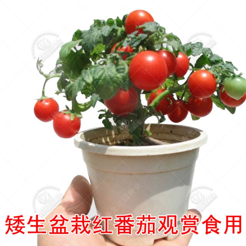 矮生番茄圣女果种子种孑籽樱桃小西红柿苗秧阳台四季盆栽果苗蔬菜