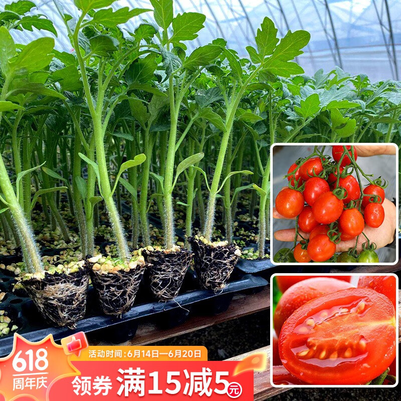 北蔬 春季蔬菜苗大全种植菜苗秧苗青椒苗韭菜根 【专业育苗】甜心番茄