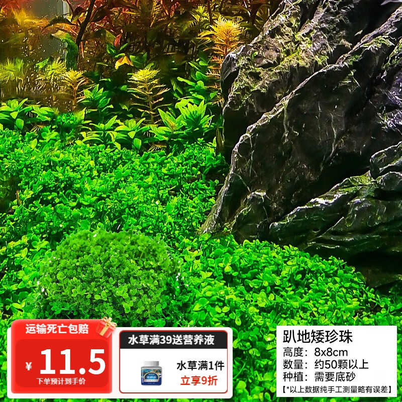 疯狂水草（FKSC）活体鱼缸造景水草泥真水草种子草缸植物莫斯 趴地矮珍珠[前景]属于什么档次？