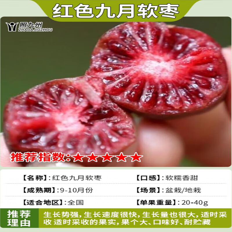 软枣猕猴桃树苗南北方种植嫁接果树当年结果 红色九月软枣5年苗当年
