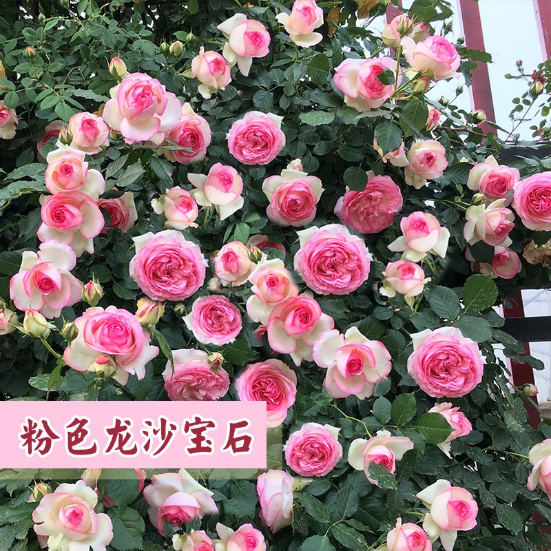欧月藤本月季花苗爬藤蔷薇庭院植物花卉拱门花墙玫瑰四季开花 粉色