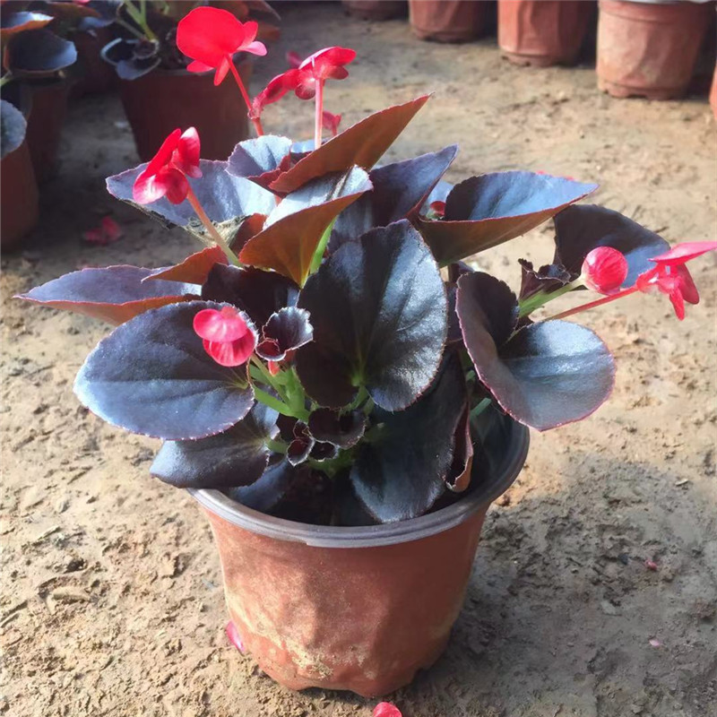 玻璃翠重瓣丽格海棠 带花发货室内盆栽四季开花 紫叶四季海棠【一盆】