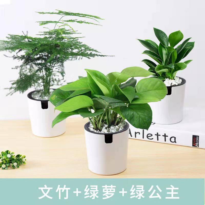 办公室桌面小绿植栀子花盆栽水培多肉植物 文竹 绿公主 绿萝(圆柱盆)