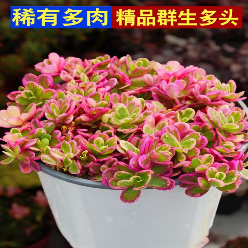 墨一(moyi)多肉植物太阳花锦雅乐之舞组合盆栽绿植花卉大颗老桩好养