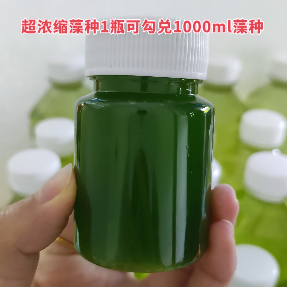 宰搂短绒藻藻石孢子引种长绒藻绿藻藻种藻源绿苔种猴水草鱼缸造景爆藻