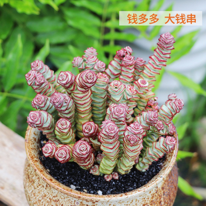钱多多盆栽钱串多肉植物大颗老桩钱串子多肉含盆的带土 25头以上大钱