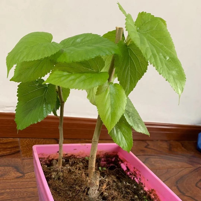 沃绣 新鲜桑叶 现摘大小蚕特嫩桑叶养蚕 蚕卵蚕宝宝食物饲料 桑苗盆栽