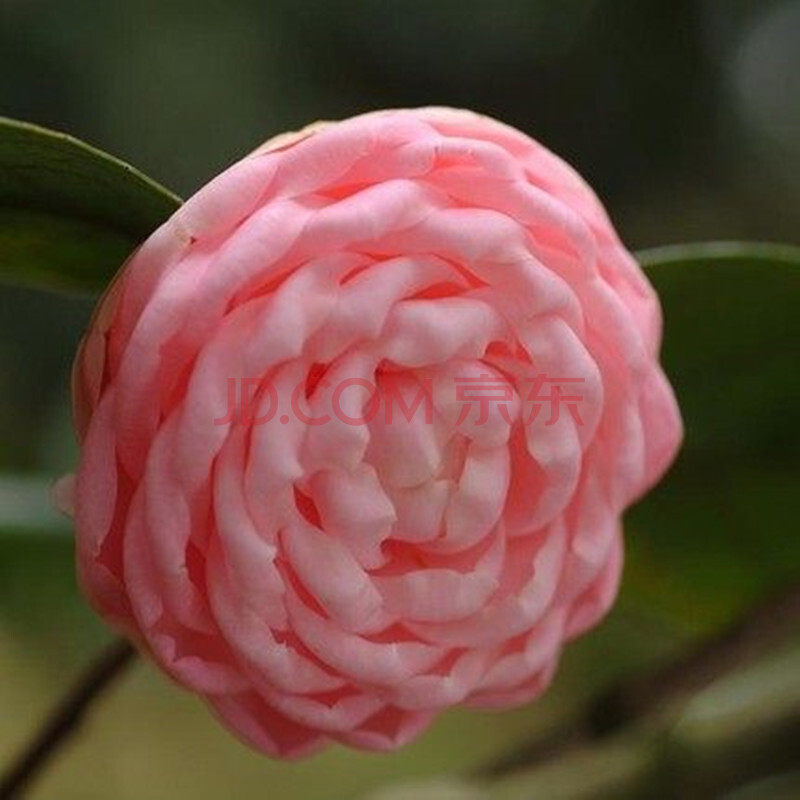 重瓣山茶花苗 盆栽地栽茶花树苗庭院客厅阳台绿植花卉当年开花 火龙珠
