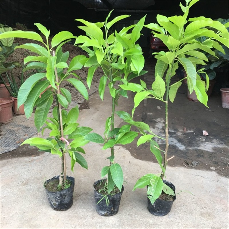 白兰花盆栽 嫁接黄桷兰 花苗 香味白玉兰花树苗 庭院阳台花卉绿植黄兰