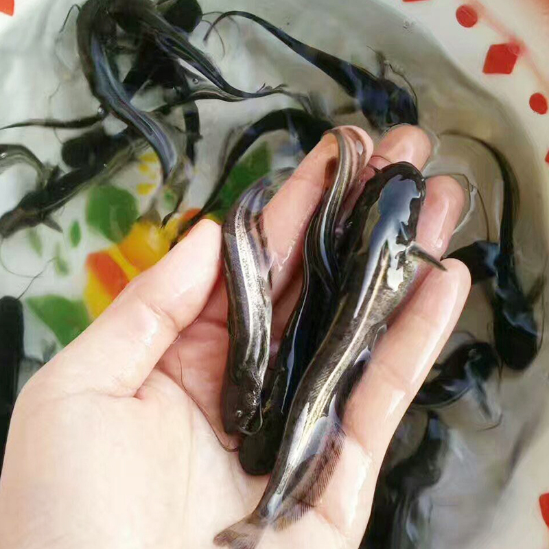 kww大口鲶鱼苗南方大口鲶鱼苗淡水养殖食用冷水正宗二须土鲶活鱼批发