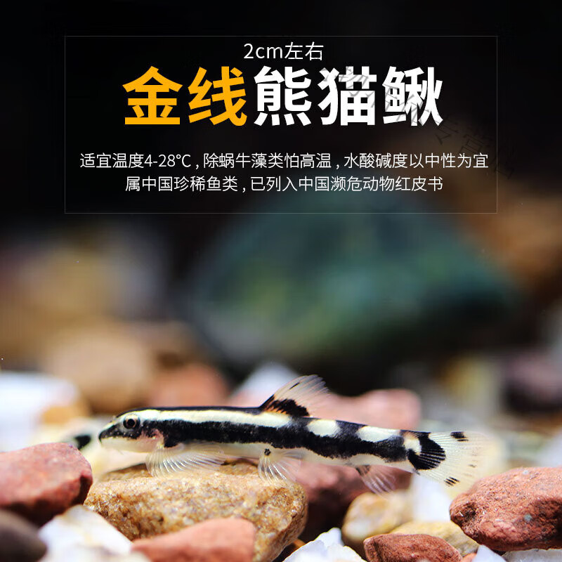 忘己黑白熊猫鳅原生冷水鱼小型观赏鱼淡水鱼吸鳅草缸除涡虫黑白鳅