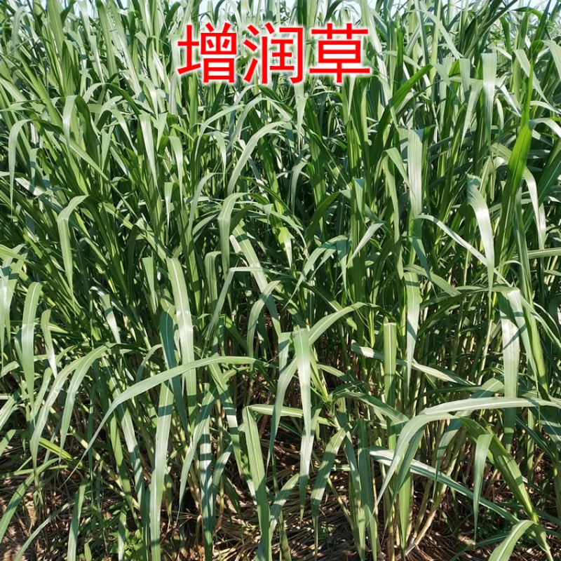 皇竹草甜象巨菌草红象草黄竹牧草种节子籽四季高产养殖多年生 增润草