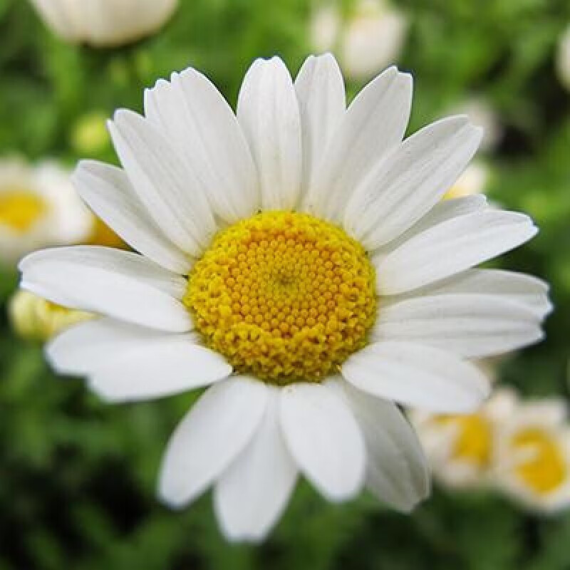 甘菊小清新花卉阳台盆栽庭院地栽花期长耐寒好养小苗 白色 830白晶菊