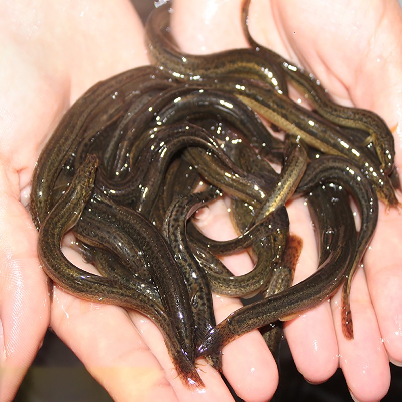 小泥鳅苗青鳅苗泥鳅养殖小泥鳅圆鳅本地筏钓活体放生龙鱼乌龟 3-5cm