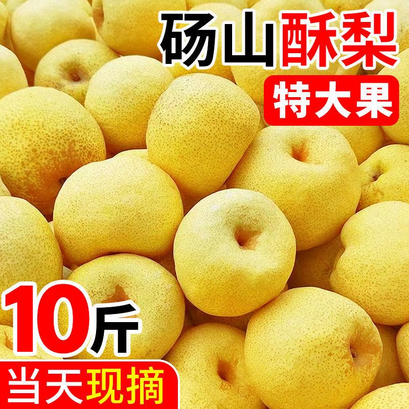 碭山酥梨百年老梨樹梨子新鮮黃皮酥梨大果現(xiàn)摘梨子碭山梨產(chǎn)地直發(fā) 9-10斤