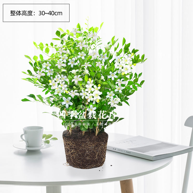 若绿 九里香盆栽浓香型花卉盆景四季好养水培植物七里香室内驱蚊草