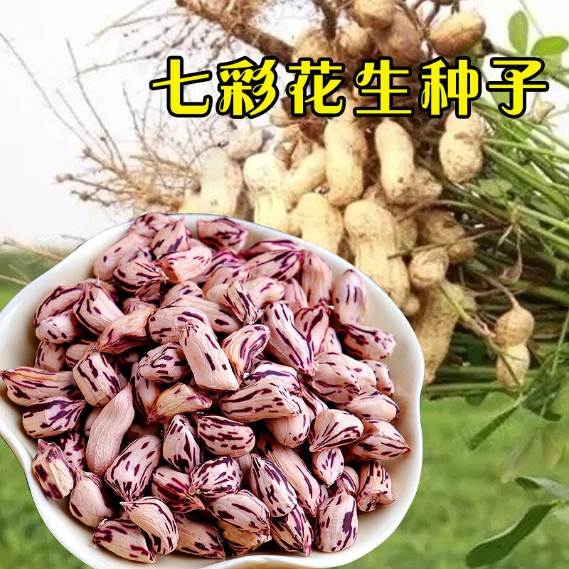 凤鸣雅世花生种孑黑花生四粒红花生种籽带壳生的种籽老品种紫皮花生种