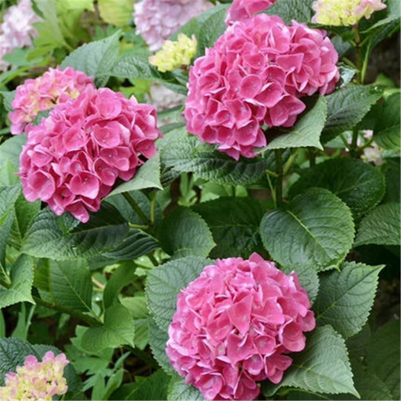 绣球花苗八仙花阳台盆栽庭院地栽耐寒花卉无尽夏四季开花老桩大花 地利沃【买三松一】 推荐5年老桩苗 当年开花多好成活