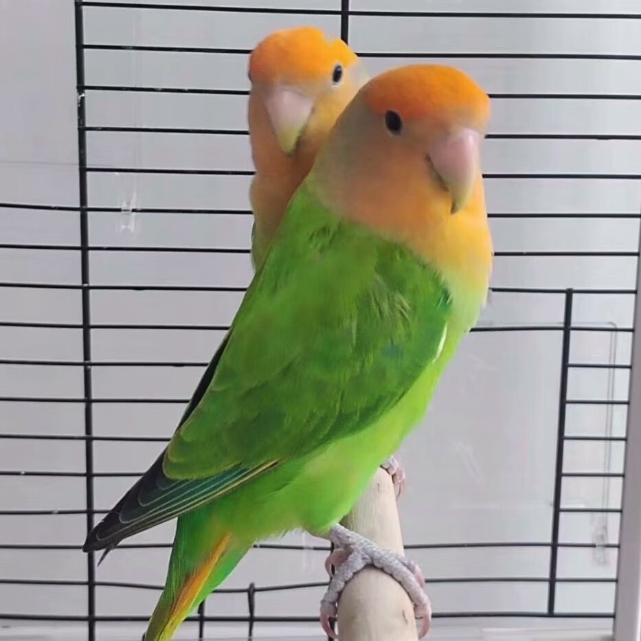 【阳台玩家】特色牡丹鹦鹉中高端品种鹦鹉活物手养亲人独立幼鸟 金头