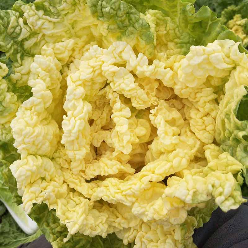 鸡蛋黄大白菜种子高产耐热黄心娃娃菜种籽快菜青菜籽四季蔬菜种孑