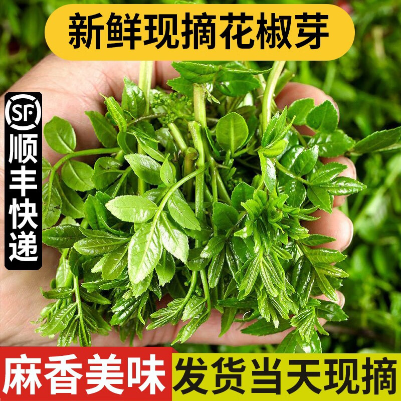 良知农哥新鲜现摘露天花椒芽新鲜花椒芽叶菜农家菜 1斤