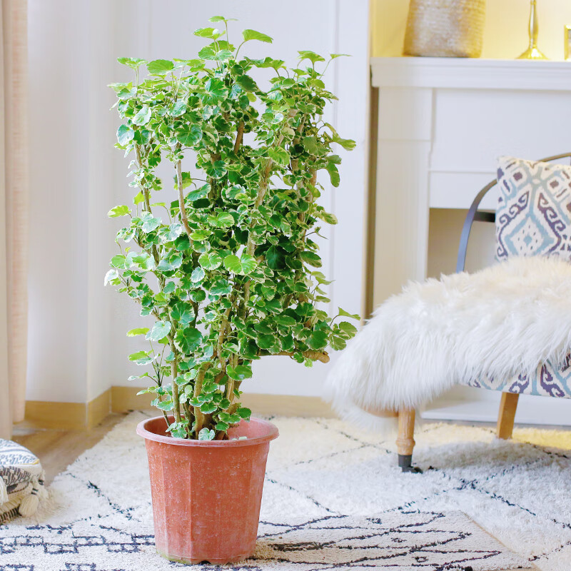 卉双花叶福禄桐网红大型室内植物盆栽客厅办公室开业乔迁送礼盆景绿植