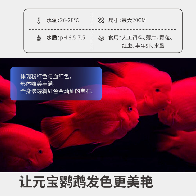 星马泰龙正宗台湾鹦鹉鱼血红元宝鹦鹉鱼发财红财神鱼中大型热带淡水观赏鱼活鱼苗10 12cm 元宝血鹦鹉鱼一条一帆风顺 京东优惠券