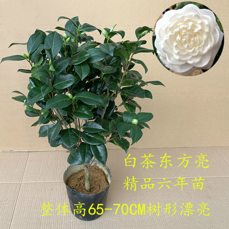 白色茶花盆栽东方亮又名水晶白好养的茶花室外室内庭院别墅花卉苗花苗