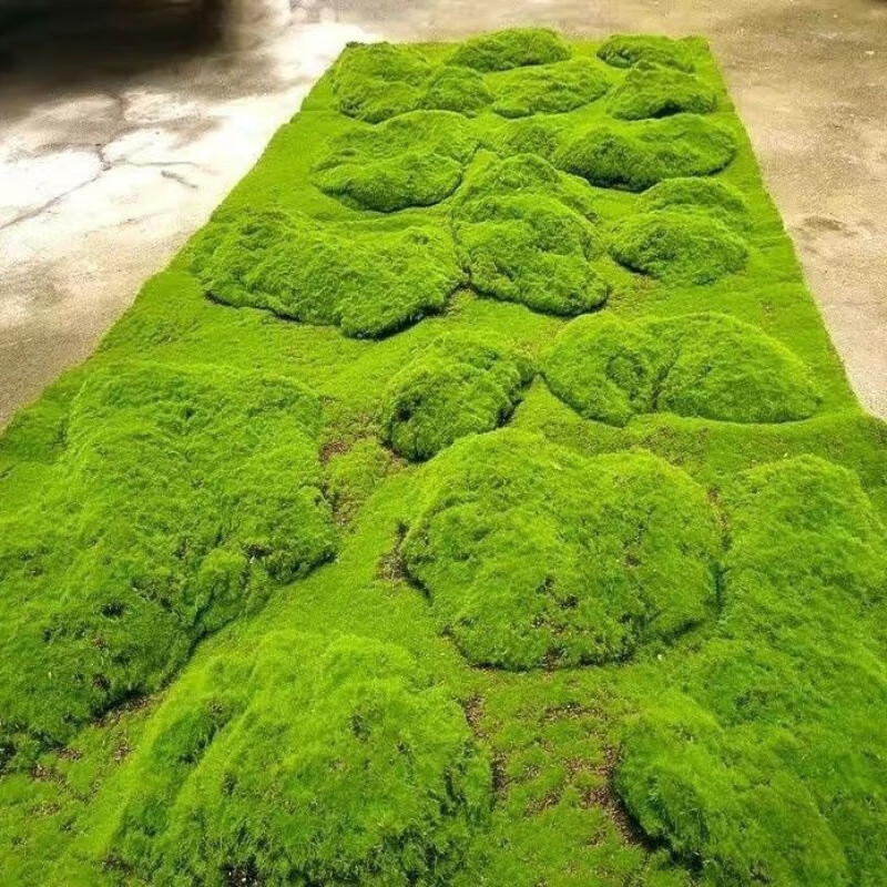 苔藓种植：城市生态新宠儿