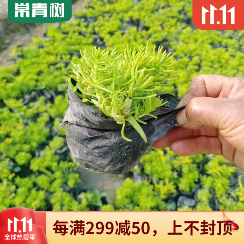 金串吊兰(不支持七天无理由退货) 佛甲草小杯两杯(不支持七天无理由