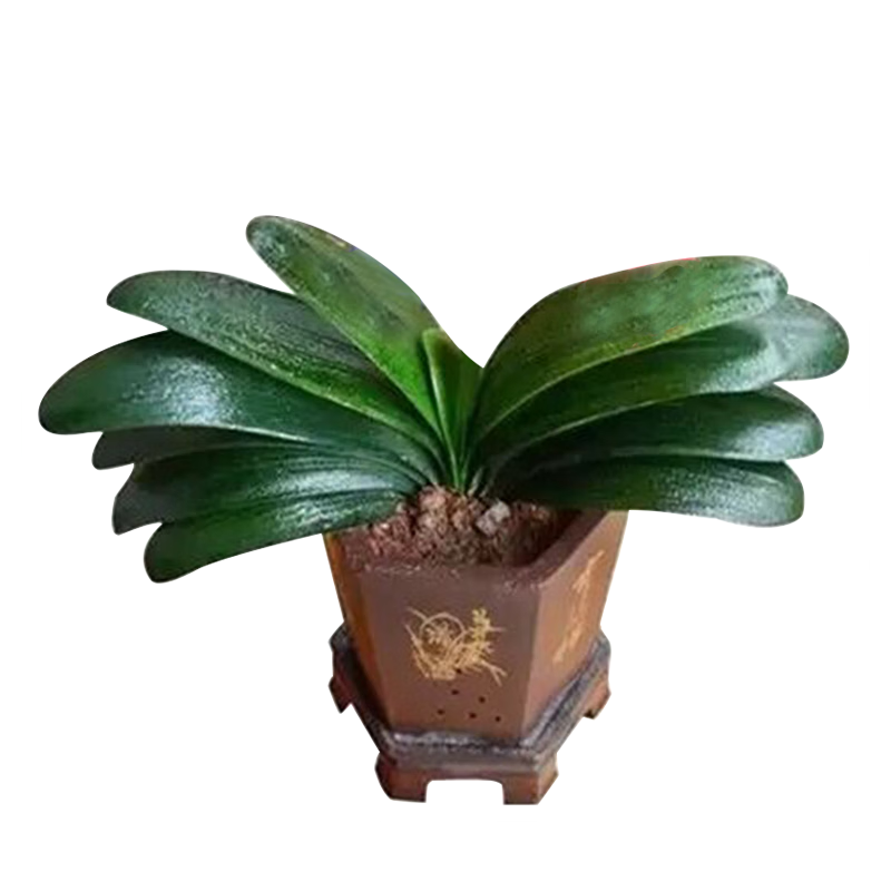 ���� �󸻹������ ͸��ԭ�� ԭ�� 12.0Ԫ����12Ԫ/����