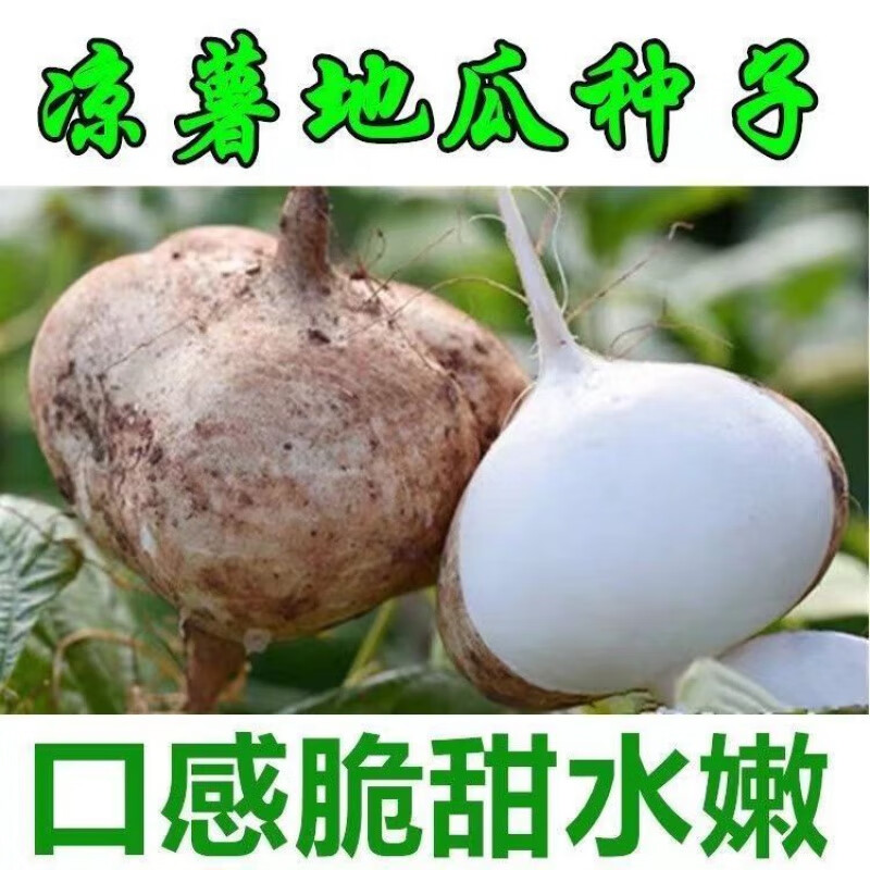 牧马山白地瓜(凉薯)种子20粒