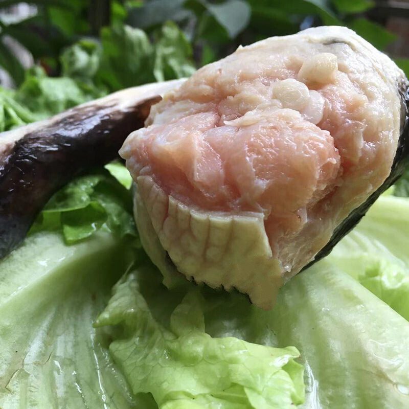 棠鲜生新鲜鳄鱼鞭肉 整根 现杀鳄鱼 人工养殖鳄鱼 2条鳄鱼鞭