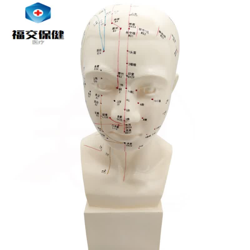 福交保健 47厘米头部穴位模型中医人体经络图教学大头部四功能针灸