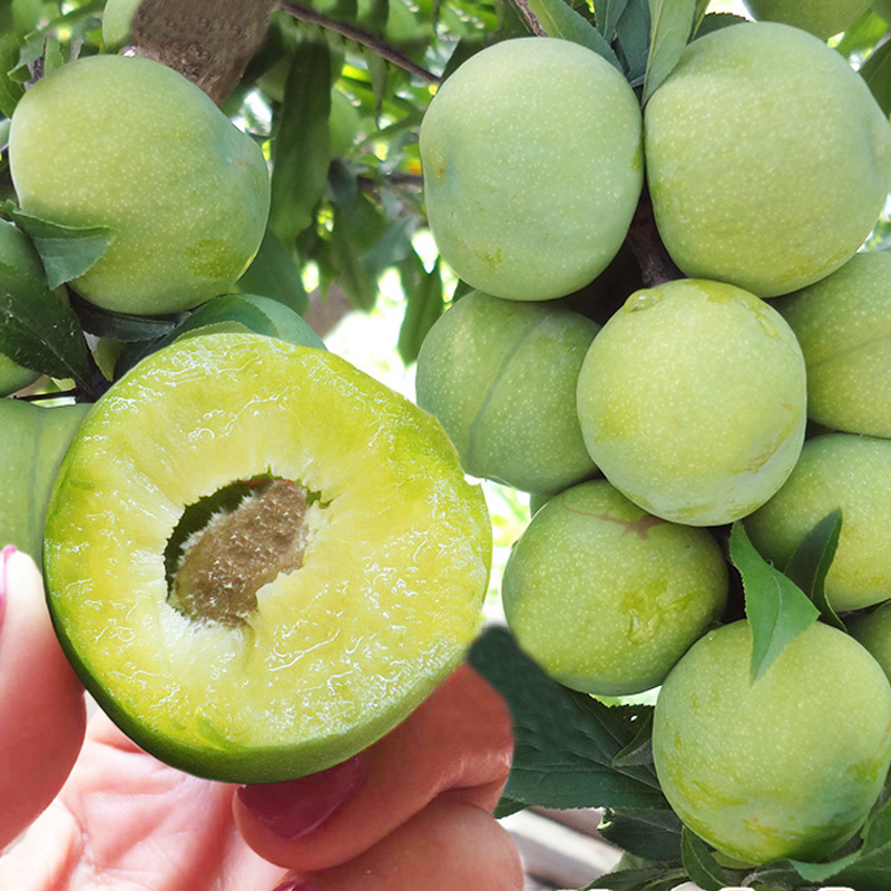 四川青脆李子树苗 脱骨李苗 蜂糖李子苗 南北方种植脆红嫁接李子苗