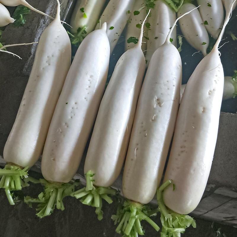 神禾 韩国白萝卜种子春不老水果大长白萝卜菜籽春季种植 韩丨国白玉春