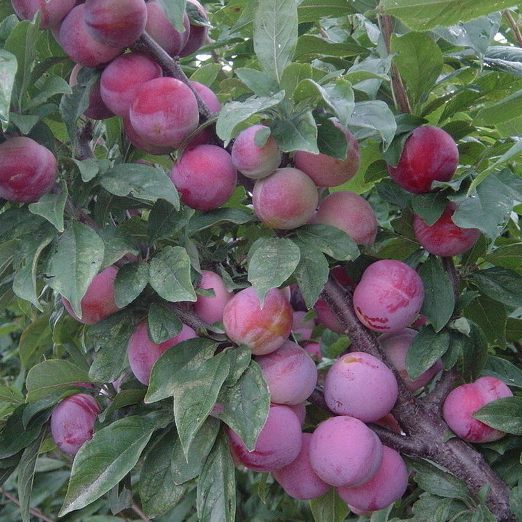 红叶李种子紫叶稠李欧李大小蜜李早熟 嫁接三华李子树种qcdd 红叶李