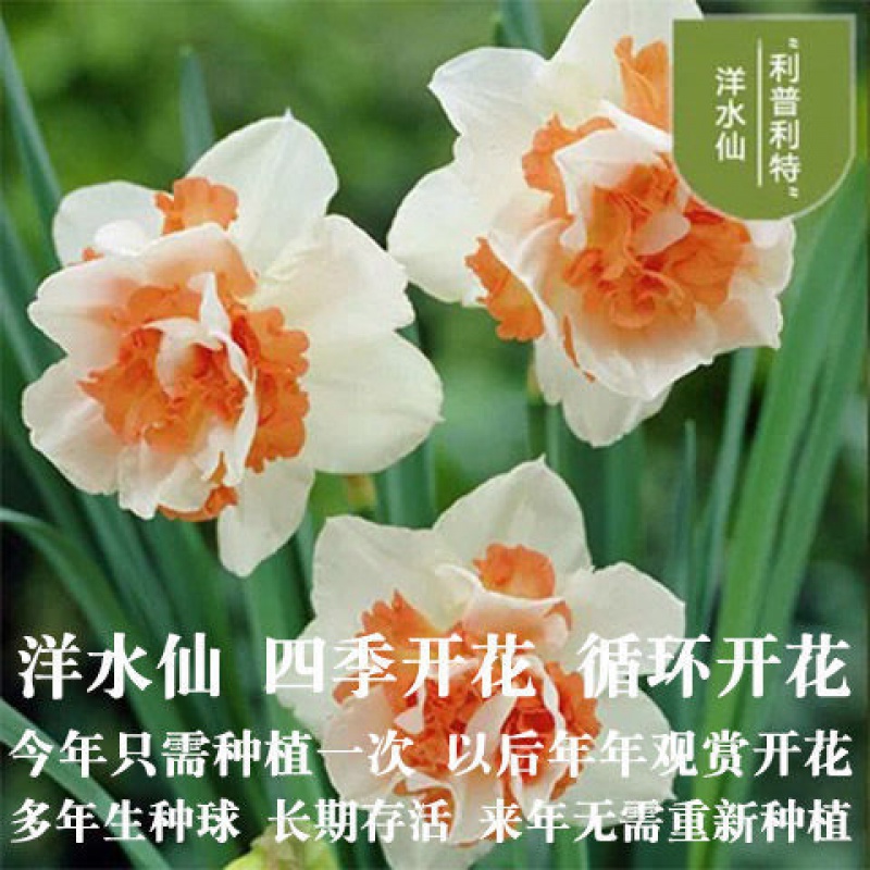 【精选】水仙花种球盆栽水养植物室内水培四季开花桌面风信子洋水仙花