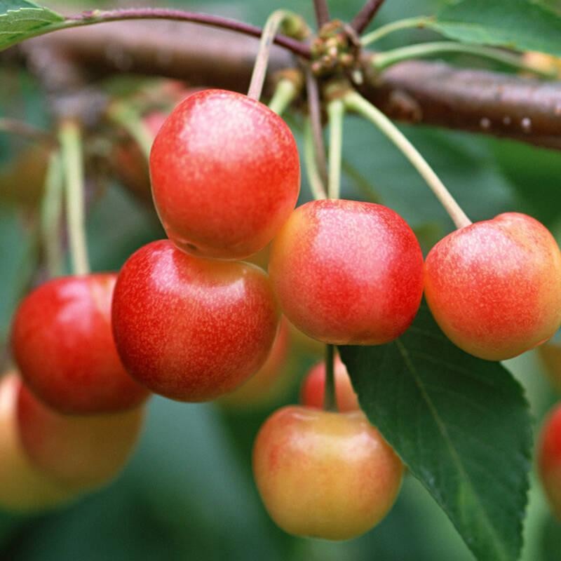嫁接车厘子树苗大樱桃树苗南北方种植庭院阳台盆栽果树苗 雷尼6年苗