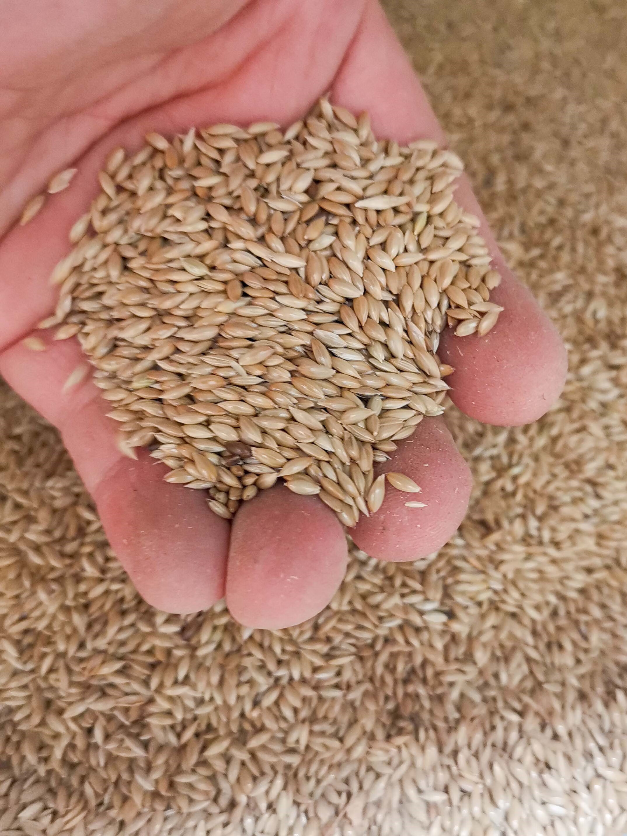 楓隅加纳利子种子牧草种籽籽 加纳利种子一斤