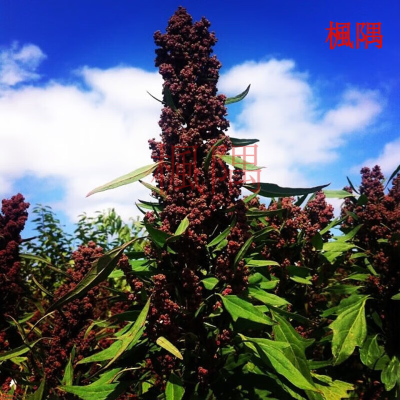 楓隅藜麦种子四季一年生代餐植物种籽白藜麦红藜麦黑藜麦种子播种用籽